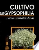 Cultivo de Gypsophilia