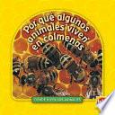 Libro Por qué algunos animales viven en colmenas (Why Animals Live in Hives)